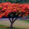 Majestic Flamboyant Tree In Bloom, Cayey, PR