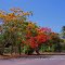 The Blooming Colors Of Our Flamboyant Trees, Loiza Valley, Canovanas, PR